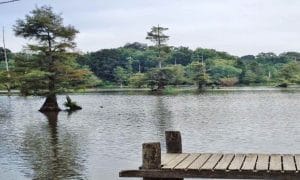 Low Head Dam
