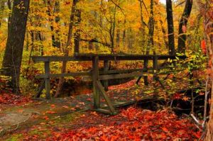 Myrick Creek in Fall